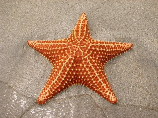 Estrella de Mar