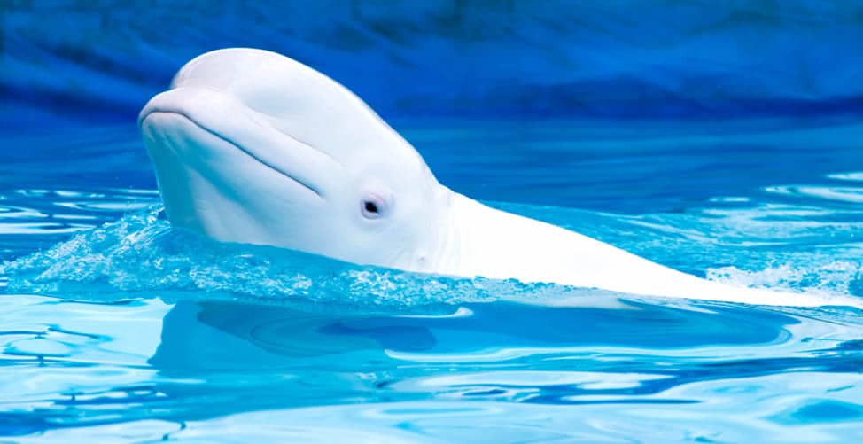 Delfín Blanco