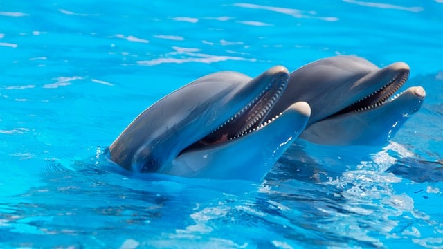 Delfines Nariz de Botella